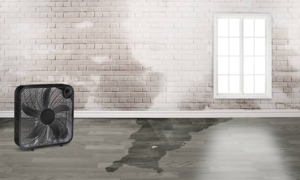 Best Local water damage restoration  in South Fulton, GA